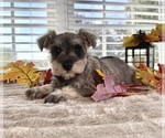 Small #2 Schnauzer (Miniature)