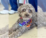 Small #18 Poodle (Miniature) Mix