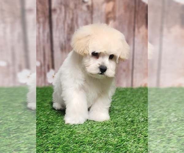 Medium Photo #3 YorkiePoo Puppy For Sale in CAPAC, MI, USA
