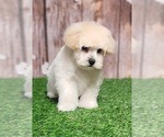 Small #2 YorkiePoo