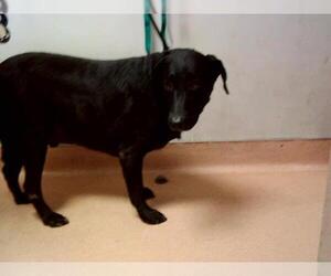 Labrador Retriever Dogs for adoption in Martinez, CA, USA