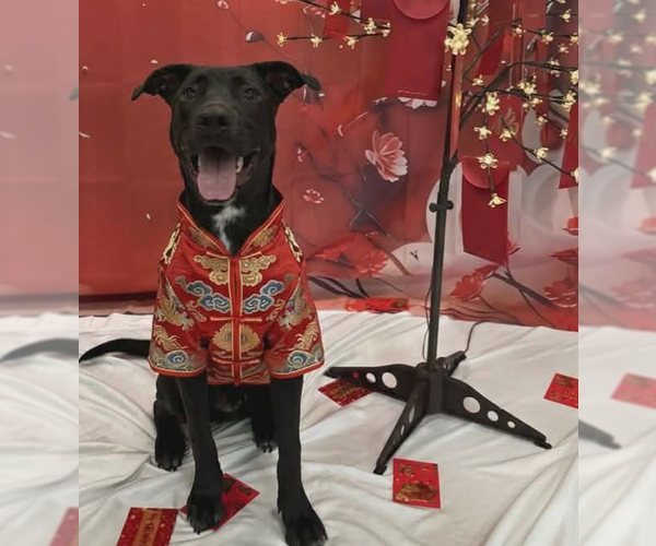 Medium Photo #1 American Staffordshire Terrier-German Shepherd Dog Mix Puppy For Sale in Tampa, FL, USA