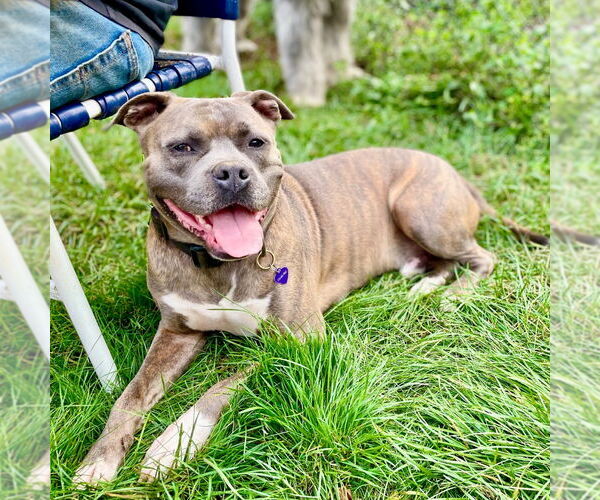 Medium Photo #18 Bullboxer Pit Puppy For Sale in Canton, CT, USA