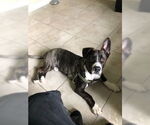 Small #4 Akita-Basset Hound Mix