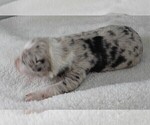 Small Photo #10 Border Collie Puppy For Sale in CARLISLE, KY, USA