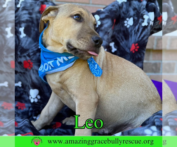 Medium Photo #5 Bulldog-Labrador Retriever Mix Puppy For Sale in Pensacola, FL, USA