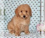 Small Photo #5 Bichpoo Puppy For Sale in RISING SUN, MD, USA