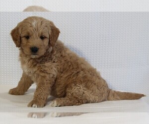 Goldendoodle (Miniature) Puppy for sale in FREDERICKSBURG, OH, USA