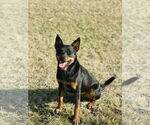 Small #1 Mutt