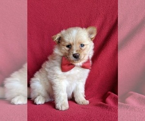 Pomeranian Puppy for sale in LINCOLN UNIV, PA, USA