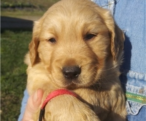 Golden Retriever Puppy for sale in FERRUM, VA, USA