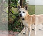 Small #3 Chihuahua Mix