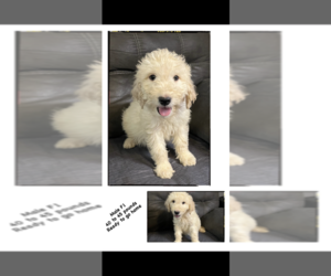 Goldendoodle Puppy for sale in SOUTH GATE, CA, USA