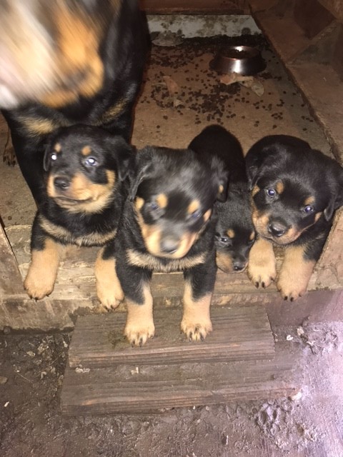Medium Photo #1 Rottweiler Puppy For Sale in WAXAHACHIE, TX, USA