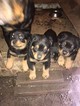 Small Photo #1 Rottweiler Puppy For Sale in WAXAHACHIE, TX, USA