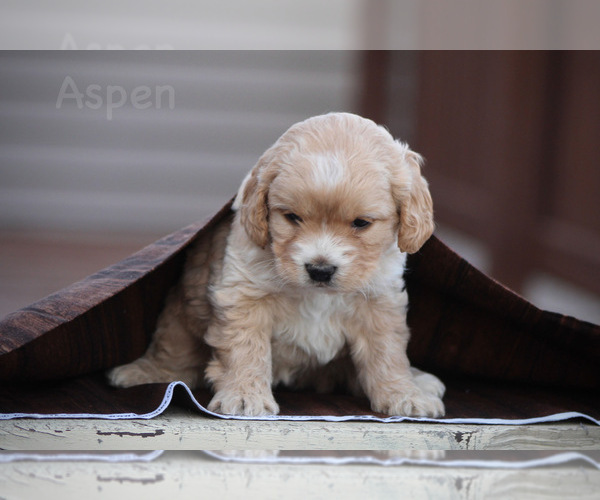 Medium Photo #1 Cockapoo Puppy For Sale in WAYNE CITY, IL, USA