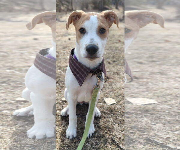 Medium Photo #8 Retriever -Unknown Mix Puppy For Sale in Minneapolis, MN, USA