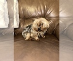 Small Photo #1 Yorkshire Terrier Puppy For Sale in RUSSELLVILLE, AR, USA