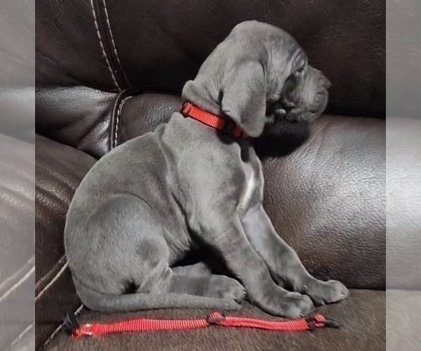 Medium Photo #3 Great Dane Puppy For Sale in OGDEN, UT, USA