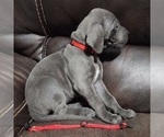 Small Photo #3 Great Dane Puppy For Sale in OGDEN, UT, USA