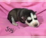Small Photo #2 Siberian Husky Puppy For Sale in DEARBORN, MO, USA