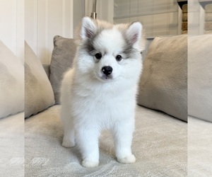 Pomsky Litter for sale in WARMINSTER, PA, USA