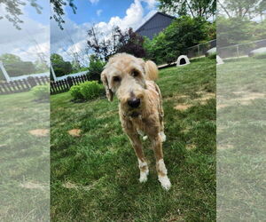 Golden Retriever-Unknown Mix Dogs for adoption in Germantown, OH, USA