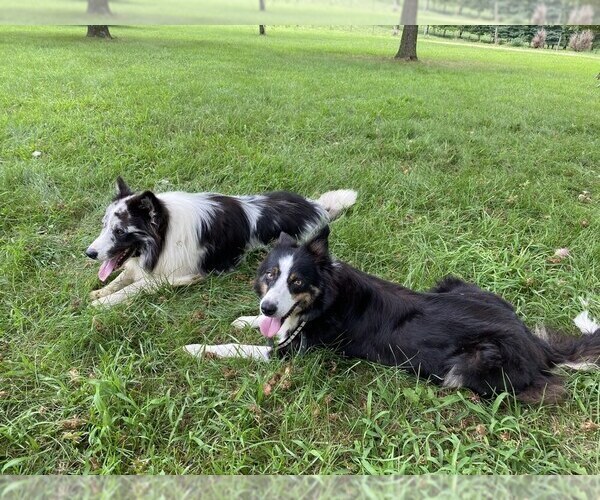 Medium Photo #7 Border Collie Puppy For Sale in PERRYVILLE, MO, USA