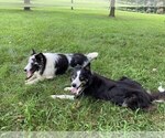 Small Photo #7 Border Collie Puppy For Sale in PERRYVILLE, MO, USA