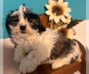Shih Tzu Puppy for sale in ATHENS, AL, USA