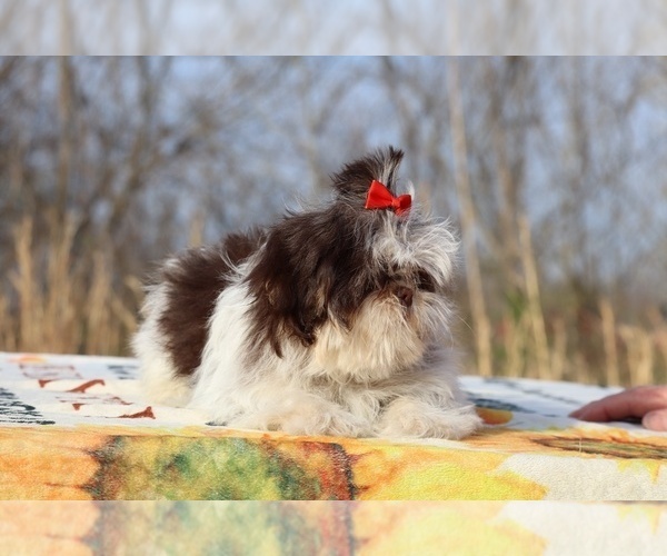 Medium Photo #7 Shih Tzu Puppy For Sale in DYERSBURG, TN, USA