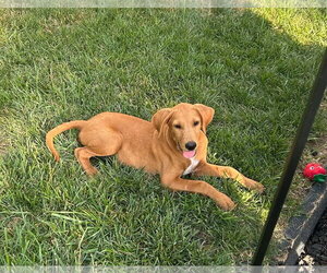 Boxer-Golden Retriever Mix Dogs for adoption in Fenton, MO, USA