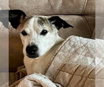 Small Whippet Mix