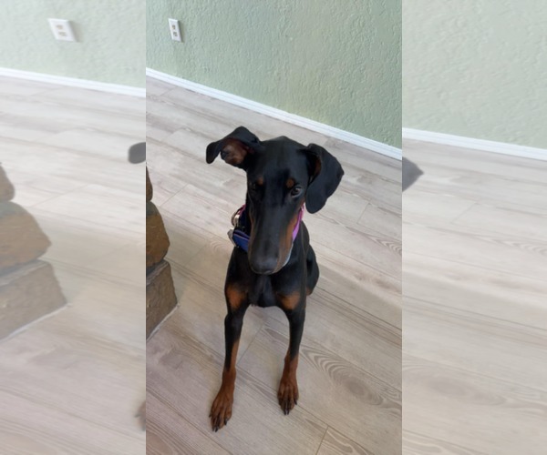 Medium Photo #7 Doberman Pinscher Puppy For Sale in Minneaoplis, MN, USA