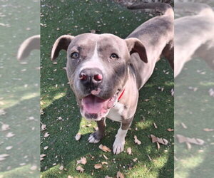 Mutt Dogs for adoption in Woodland, CA, USA