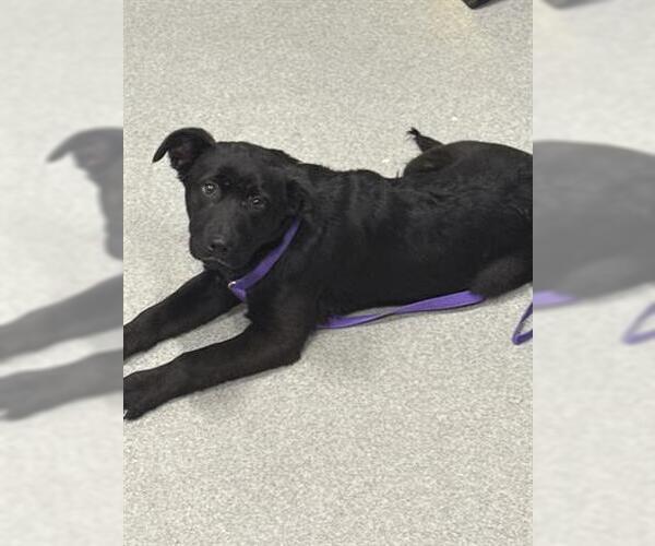 Medium Photo #1 Rhodesian Ridgeback Puppy For Sale in San Martin, CA, USA