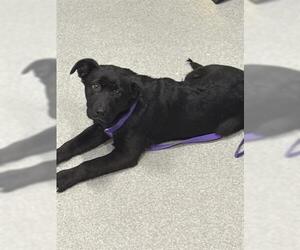 Rhodesian Ridgeback Dogs for adoption in San Martin, CA, USA