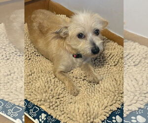 Mutt Dogs for adoption in Omaha, NE, USA