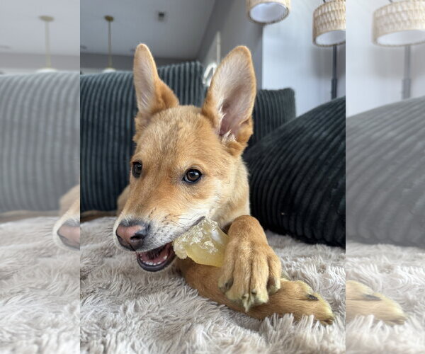 Medium Photo #2 Mutt Puppy For Sale in Sandy, UT, USA