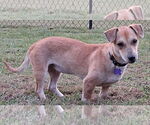 Small #1 Dachshund Mix