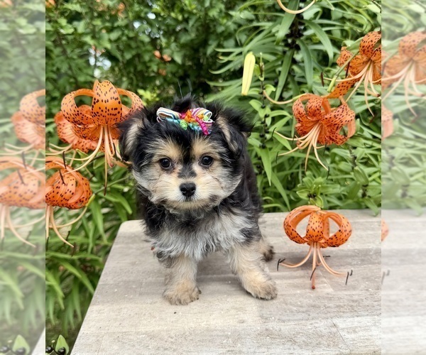 Medium Photo #4 Morkie Puppy For Sale in CASSVILLE, MO, USA