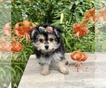 Small #3 Morkie