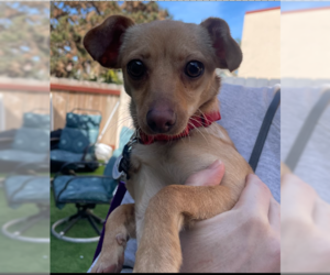 Chiweenie Dogs for adoption in San Diego , CA, USA