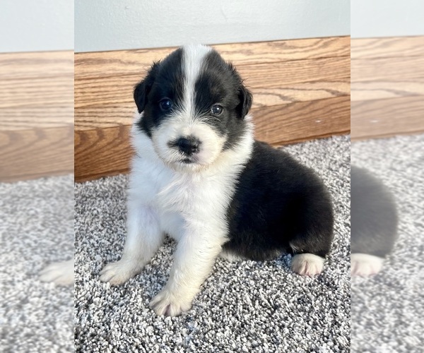 Medium Photo #4 Australian Shepherd Puppy For Sale in LODA, IL, USA