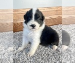 Small #3 Australian Shepherd