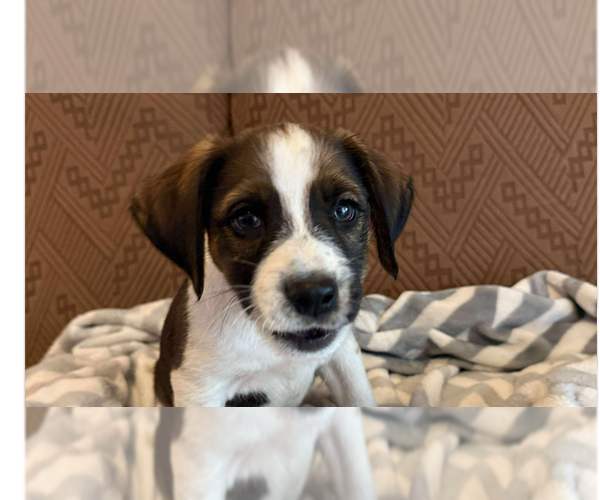 Medium Photo #1 Boxer-Unknown Mix Puppy For Sale in Tampa, FL, USA