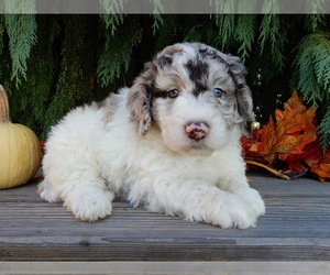 Labradoodle Puppy for sale in MILLERSBURG, OH, USA