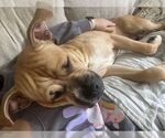 Small #5 Bullboxer Pit