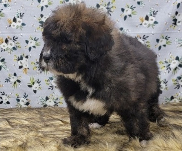 Medium Photo #9 Bernedoodle Puppy For Sale in BLAKESBURG, IA, USA