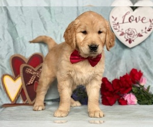 Golden Retriever Puppy for sale in LANCASTER, PA, USA